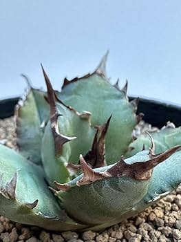 Amazon.co.jp: 特選 アガベチタノタ 姫厳龍 agave titanota 輸入
